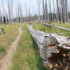 The Fire at Yellowstone