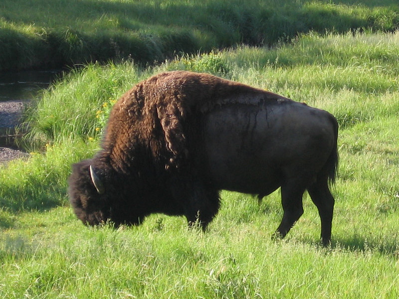 Bison near Norris Campground.