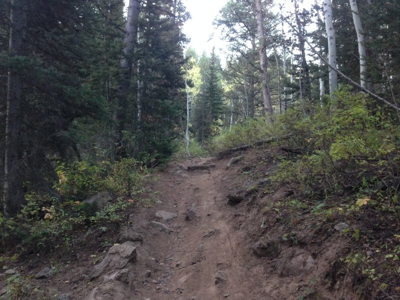 A view of the rocky nature of the trail in some parts (the rocks are well set in the dirt), as well as the varying vegetation that can be found along the trail (aspen, evergreen, scrub oak and other bushes, etc.)