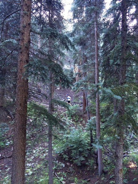 Beautiful forest in O'fallon State Park.