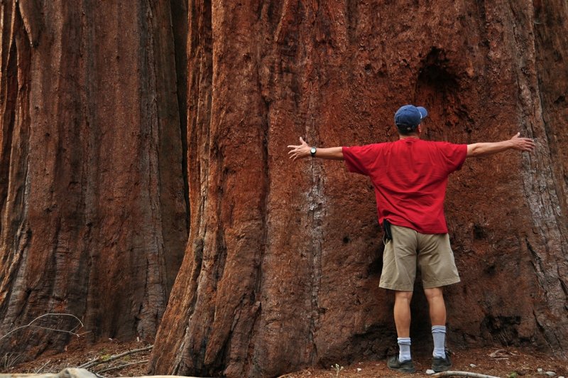 Mariposa Grove of Giant Sequoias