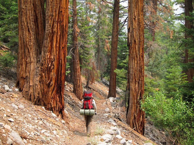 Hiker and forest in Kern Canyon on High Sierra Trail.