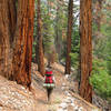 Hiker and forest in Kern Canyon on High Sierra Trail.