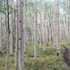 This aspen grove is like a fairytale...