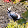 Kalij pheasant, Hawaiâian bird