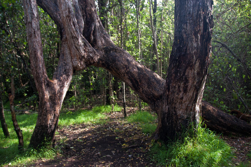 Kipukapuaulu Trail.