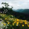 Wildflowers from Eagle Rock Vista