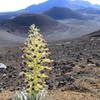 Silversword in bloom.