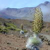 Silverswort Loop Trail, Haleakala.