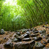 Rocks and bamboos on the Pipiwai Trail