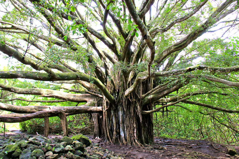 Huge Banyan tree on the Pipiwai Trail!