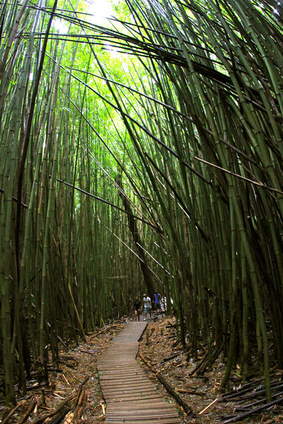 Through the bamboo trail.