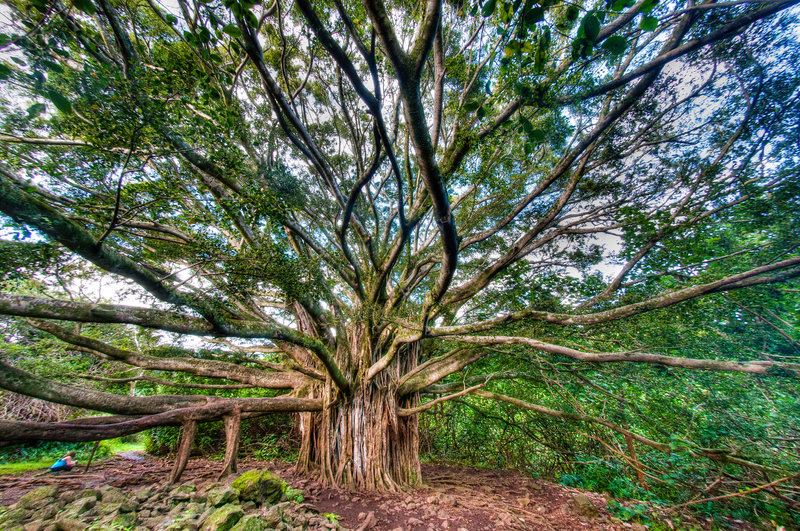 Massive Banyan