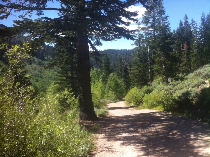 Tunnel Creek Road