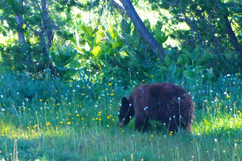 Bear on the Horizon Ridge Trail!