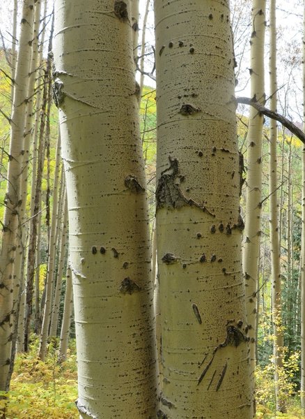 Bear claw marks. A 4 group set of circles shows the bear had a good grip while climbing. The downward slashes are where the bear slipped.