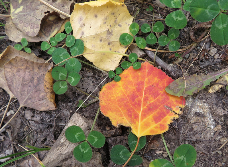Higher levels of anthocyanins (or "sugars") from the right combination of rain, sun and cold can turn some of the aspen leaves red.