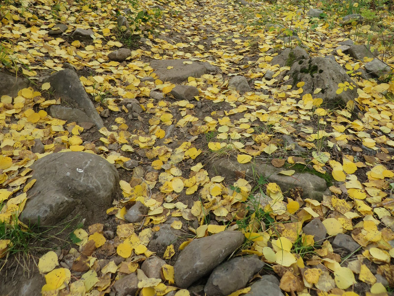 A carpet of yellow