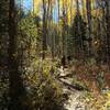 Aspens near the start of Difficult Creek Trail