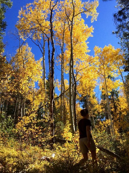 The aspens in fall glory!