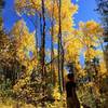 The aspens in fall glory!