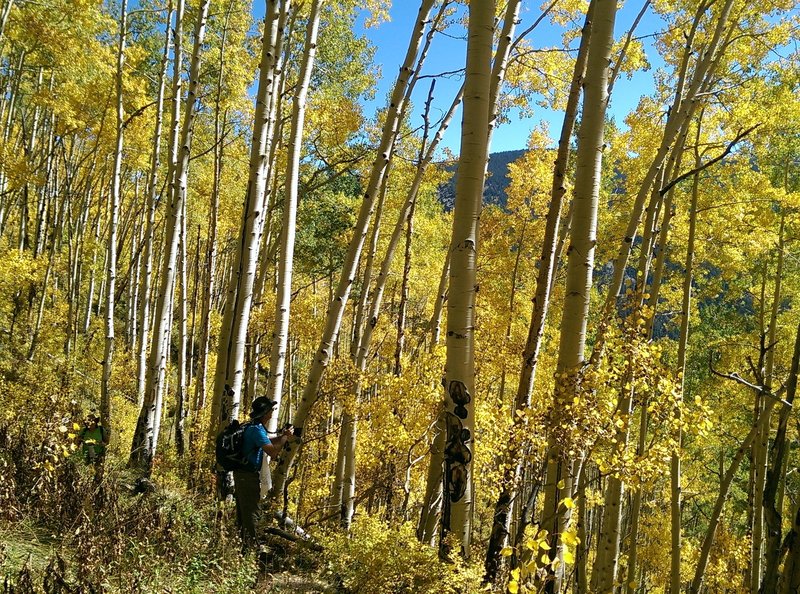 Good opportunities to revel in the aspen's colors here