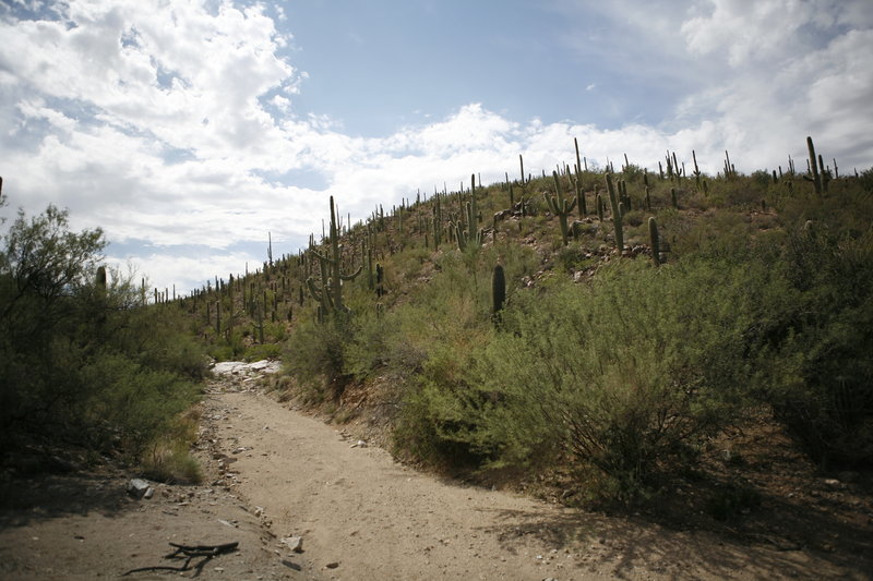 Looking down the wash.