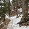 Forest on Guadalupe Mountains National Park Guadalupe Peak Trail.