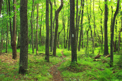 Bright green trees along the AT.