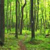 Bright green trees along the AT.