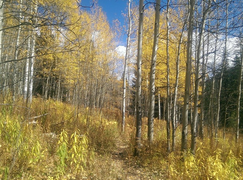 Nice stand of aspen trees along this section of trail