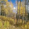 Nice stand of aspen trees along this section of trail