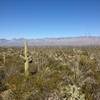 Cactus Forest Trail