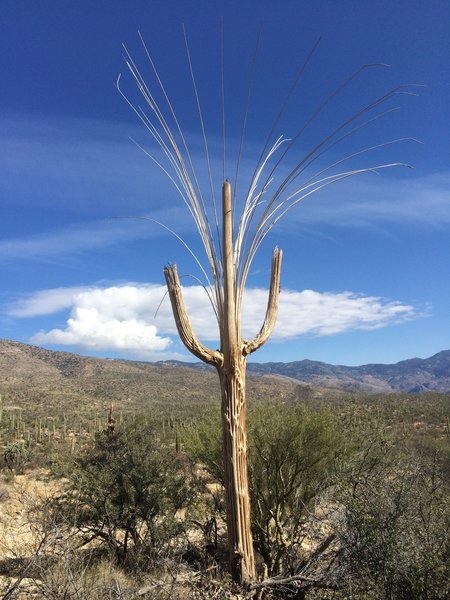 Saguaro NP, AZ.