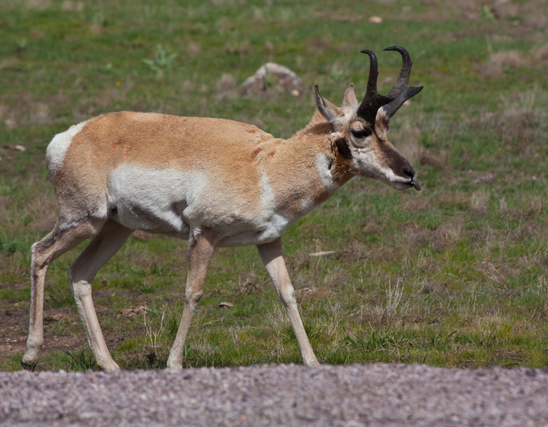 Pronghorn at Wind Cave NP.