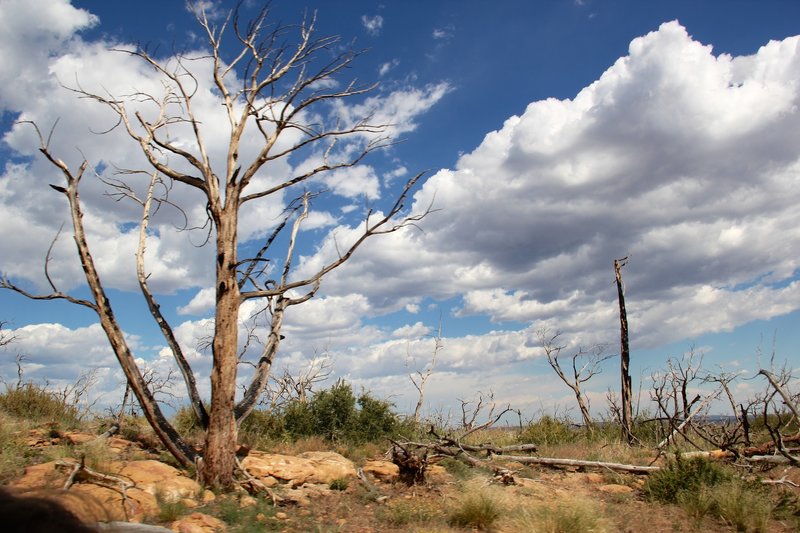 The dead tree standing still