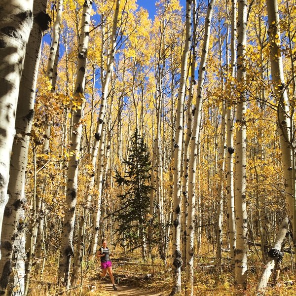 Aspen groves