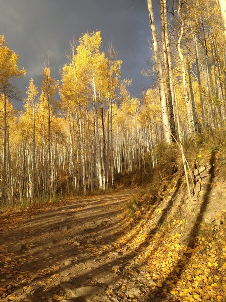 Aspens at around 1.5 miles up Davos Hill Climb trail if starting at North Trail parking lot, early October.