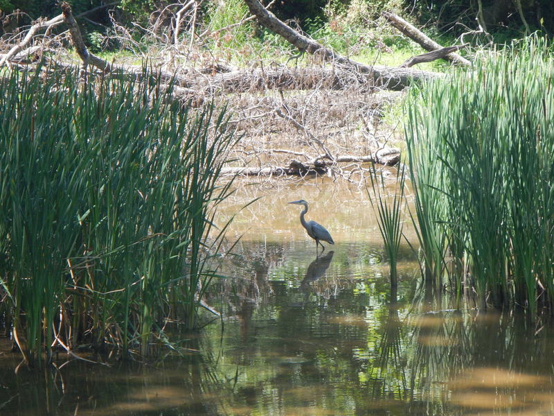 Wildlife along the trail.