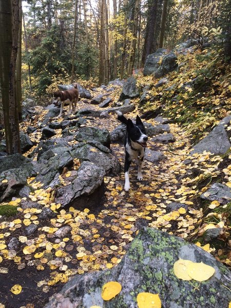 Happy aspens and the dogs, or happy dogs and the aspens.