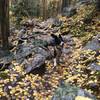 Happy aspens and the dogs, or happy dogs and the aspens.