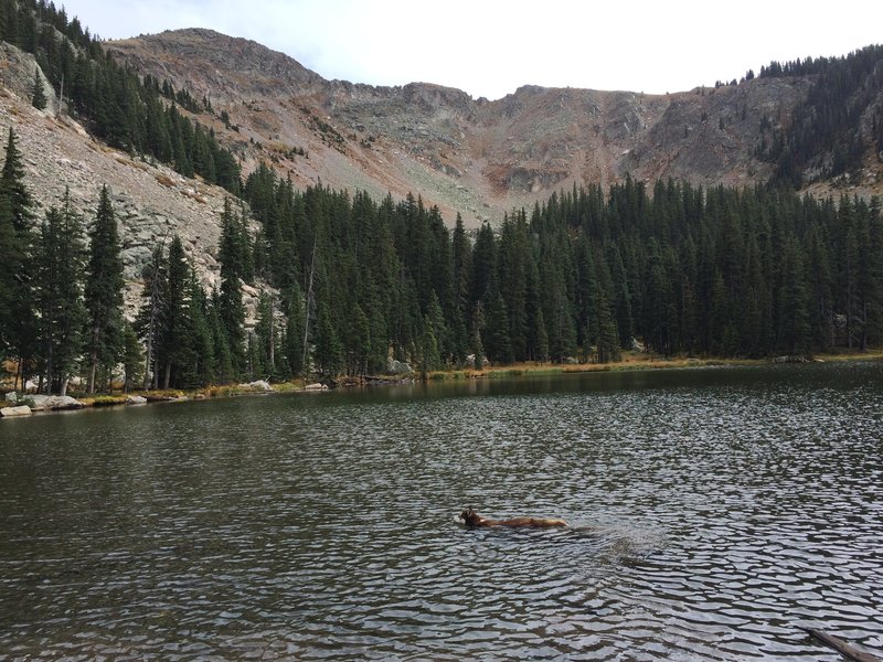 Ultradog takes a mid-run swim.