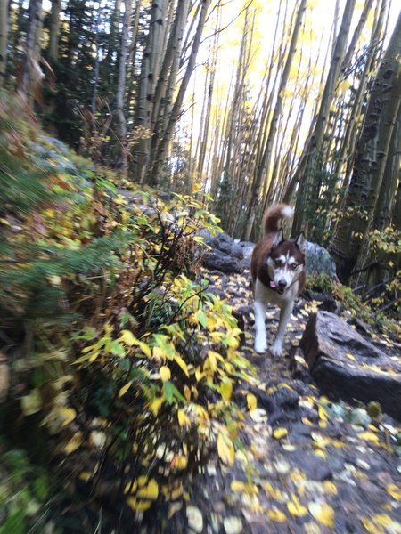 Zooming through the falling raindrops and leaves.