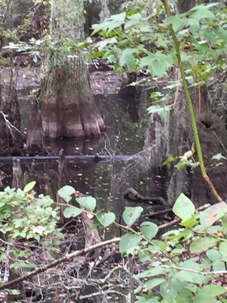 Bald cypress swamp along the park road.