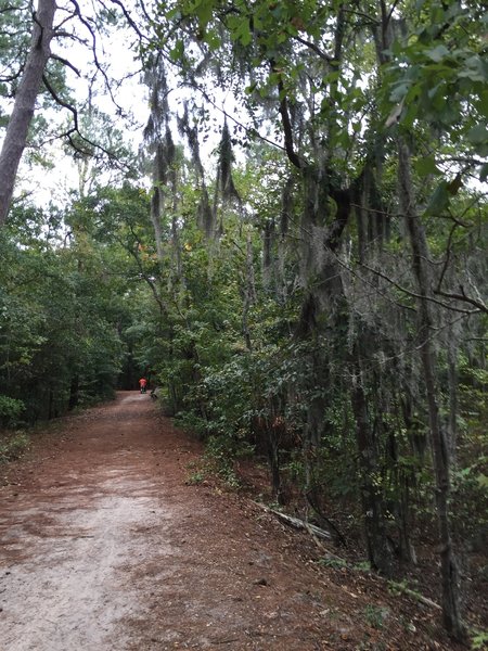 Spanish moss hanging over the Cape Henry Trail.