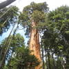 Sequoia