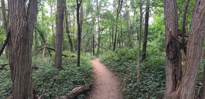 are dogs allowed at maybury state park