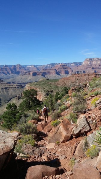 Just above the saddle to Horseshoe Mesa