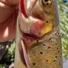 Hybrid cutthroat trout that is abundant in Lower Sand Creek Lake.