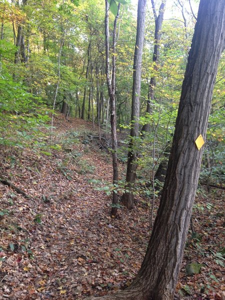 Winding trail designated by yellow tree markers.